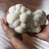 North Spore Organic Lion's Mane Mushroom Spray & Grow Kit (4 lbs) | USDA-Certified Organic, Non-GMO, Beginner-Friendly & Easy to Use | Handmade in Maine, USA