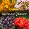 Butterfly Milkweed Seeds Starter Kit – Grow 4 Beautiful Milkweed Varieties – Non-GMO Heirloom Seeds, Complete Indoor & Outdoor Butterfly Grow Kit, Perfect for Monarch Butterflies & Pollinators