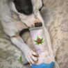 Nestpark Puppy Chiefer 3000 - Funny Dog Toys - Plush Squeaky Weed for Medium, Small and Large - Cute Dog Gifts for Dog Birthday - Cool Stuffed Dog Toys
