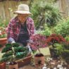 Sproutix Bonsai Garden Starter Kit, 4 Seeds Growing into Sakura, Ginkgo, Black Pine, Red Flame, Including Complete Gardening Tools & A Wooden Box with Cover, Christmas Gifts for Men Women Beginners