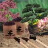 Sproutix Bonsai Garden Starter Kit, 4 Seeds Growing into Sakura, Ginkgo, Black Pine, Red Flame, Including Complete Gardening Tools & A Wooden Box with Cover, Christmas Gifts for Men Women Beginners