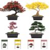 Sproutix Bonsai Garden Starter Kit, 4 Seeds Growing into Sakura, Ginkgo, Black Pine, Red Flame, Including Complete Gardening Tools & A Wooden Box with Cover, Christmas Gifts for Men Women Beginners