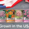 Butterfly Milkweed Seeds Starter Kit – Grow 4 Beautiful Milkweed Varieties – Non-GMO Heirloom Seeds, Complete Indoor & Outdoor Butterfly Grow Kit, Perfect for Monarch Butterflies & Pollinators