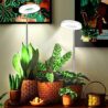 Juhefa Grow Light for Indoor Plants Growing, 4000K White Full Spectrum Halo Plant Lamp for Seedlings Succulents Small Mini Plants, Auto On Off Timer 4/8/12/18Hrs & 3 Colors Changeable