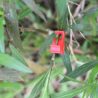 LucyPhy 30 Pack Plant Bender Angle Adjustable Plant Training Clips Low Stress Training Clips 90 Degrees Plant Stem(Circle Style,Red)