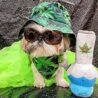 Nestpark Puppy Chiefer 3000 - Funny Dog Toys - Plush Squeaky Weed for Medium, Small and Large - Cute Dog Gifts for Dog Birthday - Cool Stuffed Dog Toys