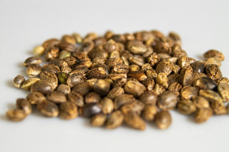 A Guide to Buying Marijuana Seeds
