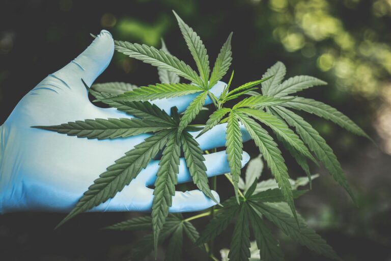 Weed at Home: How to Start Growing Cannabis Indoors the Right Way
